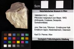 Foto (Objket + Etiketten) von Goniodromites bidentatus (Reuss, 1858) 